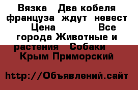  Вязка ! Два кобеля француза ,ждут  невест.. › Цена ­ 11 000 - Все города Животные и растения » Собаки   . Крым,Приморский